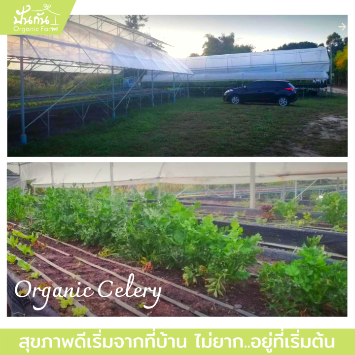 เมล็ดพันธุ์-celery-เซเลอรี่-ขึ้นฉ่ายฝรั่ง-คึ่นช่ายยักษ์-เซเลรี่-บรรจุ250-เมล็ด-ผักสวนครัว-พร้อมเอกสารแนะนำการปลูก-organic-celery-จากปันกันออร์แกนิคฟาร์ม