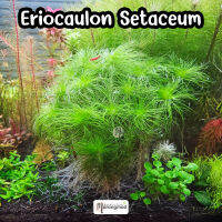 Eriocaulon Setaceum : ต้นไม้น้ำ ไม้ข้อ เป็นพุ่มสวย