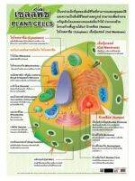 เซลล์พืช EQ-112 โปสเตอร์ กระดาษหุ้มพลาสติก