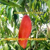 ต้นมะม่วงงาช้างแดง(red ivory mango)เสียบยอดขนาด50ซม.