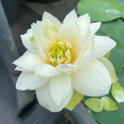 5 เมล็ด บัวนอก บัวนำเข้า บัวสายพันธุ์ Diamond Dust White Lotus สีขาว สวยงาม ปลูกในสภาพอากาศประเทศไทยได้ ขยายพันธุ์ง่าย เมล็ดสด
