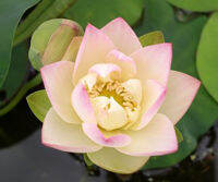 5 เมล็ดพันธุ์ บัว สายพันธุ์ Green Maiden Lotus สีชมพู ขาว นำเข้าจาก อเมริกา เพาะปลูกและเก็บเมล็ดในไทย ขยายพันธุ์ในไทยได้