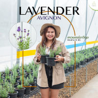 Treeno.9 T36 ลาเวนเดอร์ อาวีญง ตืดดอกง่าย กลิ่นหอมมาก (Lavender Avignon) กระถาง 6 นิ้ว / สูง 20-30 ซม. สมุนไพรฝรั่ง ดีต่อสุขภาพ (ต้นไม้)