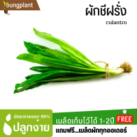 เมล็ดพันธุ์ผักสลัด ผักชีฝรั่ง 2,000เมล็ด อัตราการงอก95%(แถมฟรี!!!เมล็ดผัก)