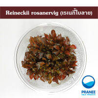 Reineckii rosanervig (เรเนกี้ใบลายเนื้อเยื่อ)