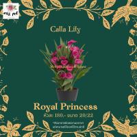 ( Pro+++ ) คุ้มค่า หัวคาล่าลิลลี่ (Calla lily) สายพันธุ์ Royal Princess ราคาดี พรรณ ไม้ น้ำ พรรณ ไม้ ทุก ชนิด พรรณ ไม้ น้ำ สวยงาม พรรณ ไม้ มงคล