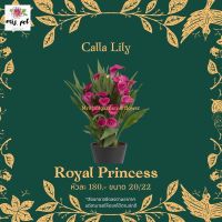 ( PRO+++ ) โปรแน่น.. หัวคาล่าลิลลี่ (Calla lily) สายพันธุ์ Royal Princess ราคาสุดคุ้ม พรรณ ไม้ น้ำ พรรณ ไม้ ทุก ชนิด พรรณ ไม้ น้ำ สวยงาม พรรณ ไม้ มงคล