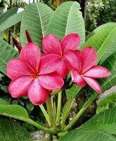 30 เมล็ดพันธุ์ เมล็ด ลั่นทม หรือ ลีลาวดี สายพันธุ์แคระ Frangipani Plumeria Seed นำเข้าจากฮาวาย อัตราการงอก 80-85%.