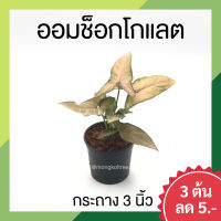 ? โปร 9.9? [แพ๊ก 10 ต้น] ออมช็อกโกแลต กระถาง 3 นิ้ว เงินไหลมา สีชมพู สีช็อคโกแลต ไม้ฟอกอากาศ ไม้มงคลสวยๆ ไม้ประดับ