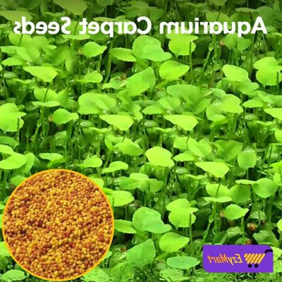 100 เมล็ดหญ้าน้ำ สำหรับปลูกตกแต่งตู้ปลา ตู้ไม้น้ำ Aquarium Plants Seeds. ช่วยสร้างระบบนิเวศในตู้ปลาให้เหมือนกับธรรมชาติ พืชน้ำตกแต่งตู้ปลา