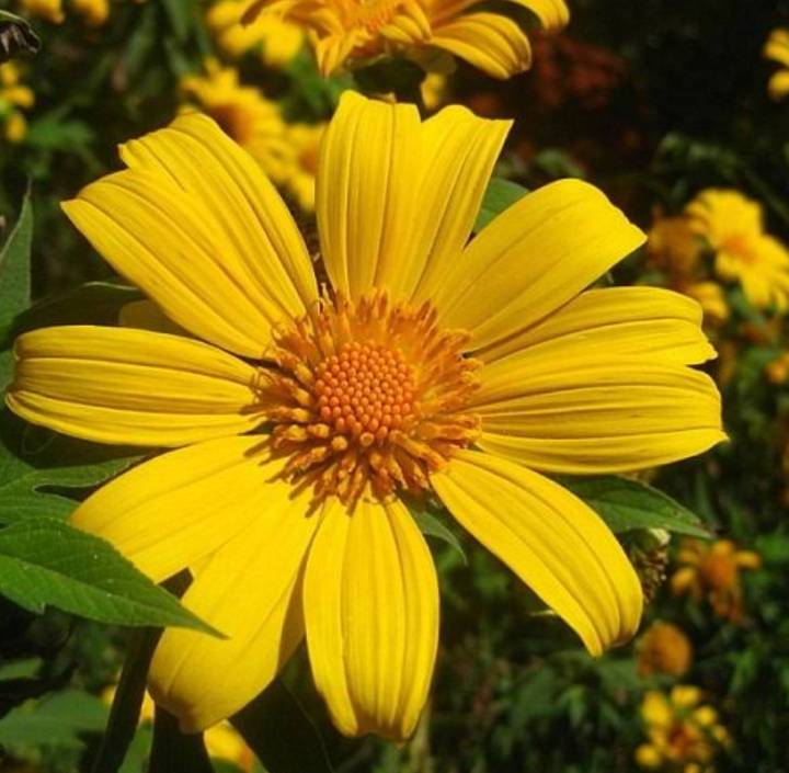 บัวตอง-เมล็ดพันธุ์ดอกบัวตอง-mexican-sunflower-weed-seeds-บรรจุ10-เมล็ด-10-บาท