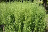 เมล็ดพันธุ์ รัสเซียน ทาร์รากอน Artemisia dracunculus Russian tarragon 300 เมล็ด เมล็ดพันธุ์นำเข้า