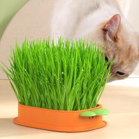 Cat Grass Planter Box Cartoon Carrot Hydroponic Cat Box Grass R4K8