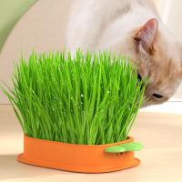 Cat Grass Planter Box Cartoon Carrot Hydroponic Cat Grass Box S5J8