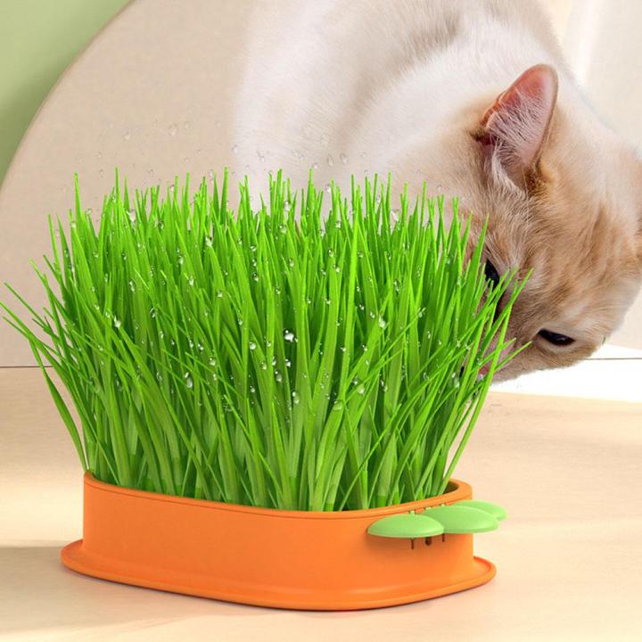 cat-grass-planter-box-cartoon-carrot-hydroponic-cat-grass-box-j6b2