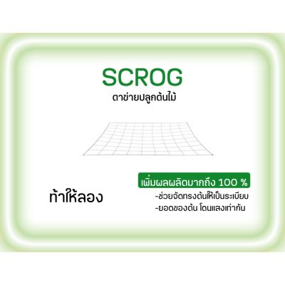 SCROG ตาข่ายปลูกต้นไม้ ดัดกิ่งต้นไม้ เพิ่มผลผลิตมากขึ้น