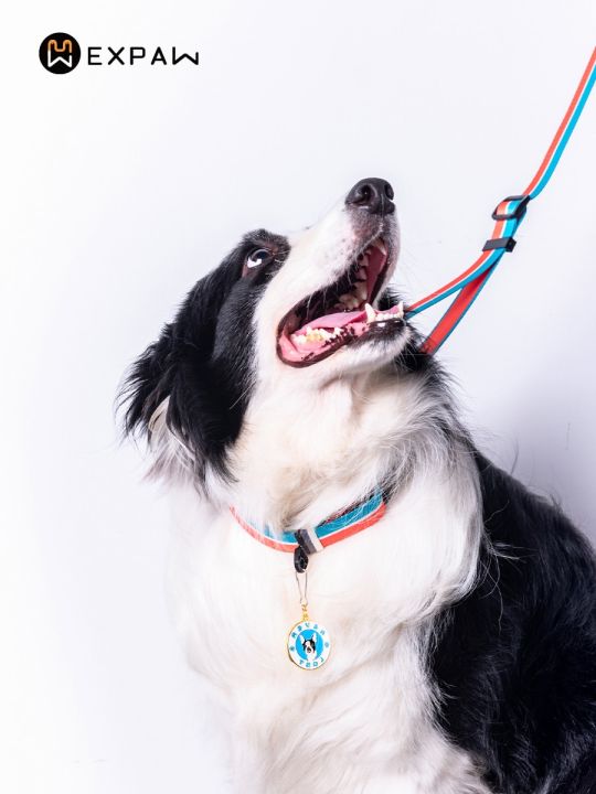 เข็มขัดรัดคอสัตว์เลี้ยงทำจากไนลอนปลอกคอสุนัขปรับได้แฟชัน-j09อุปกรณ์สำหรับสุนัขขนาดเล็กสำหรับฝึกเดิน