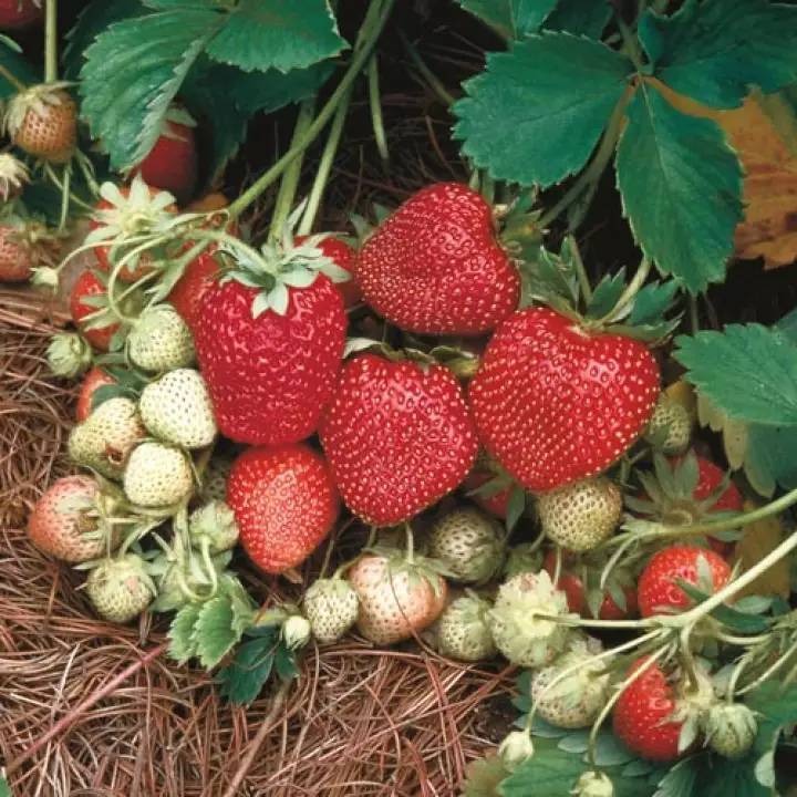 เมล็ดพันธุ์-strawberry-สายพันธุ์-ogallala-50-เมล็ด-เมล็ดพันธุ์นำเข้าจาก-ยุโรป