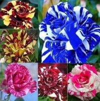 30 เมล็ด เมล็ดพันธุ์ กุหลาบ สตาร์แอนด์สไตร้พส์ Stripes Rose seed คละสี ดอกใหญ่ นำเข้าจากต่างประเทศ