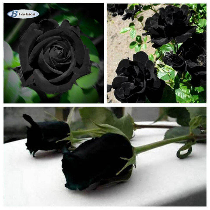 B-F 100 Buah Biji Tanaman Bunga Mawar Hitam Misterius Cantik Hitam