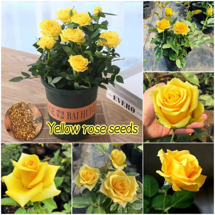 [100 Original Seed] 70pcs Yellow Rose Seeds Bonsai Seeds for Planting