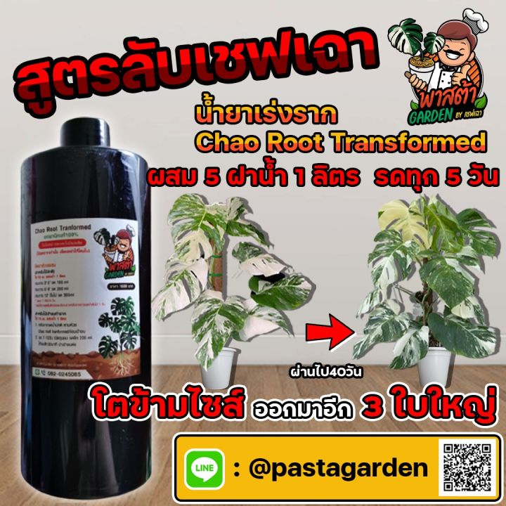 chaoroot-น้ำยาเร่งราก-chao-root-tranformed-ออกานิค100-น้ำยาบำรุงราก-น้ำยาเร่งรากเชฟเฉา-เร่งรากไม้ด่าง-น้ำยาระเบิดราก-เร่งรากต้นไม้