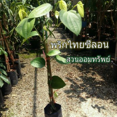 พริกไทยซีลอนราคาถูก ต้นแข็งแรง