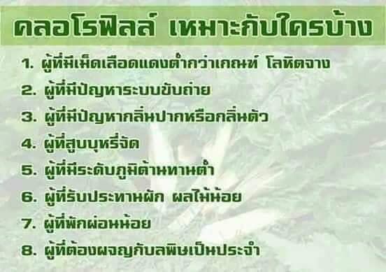 คลอโรฟิลล์-กิฟฟารีน-ของแท้-ส่งฟรี-chlorophyll-คลอโรฟิลล์ซีโอ-กลิ่นแอปเปิ้ล-เครื่องดื่ม-มีหลายรุ่นให้เลือก-ส่งฟรี-ส่งเร็ว