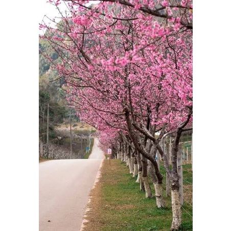 woww-สุดคุ้ม-ต้นพญาเสือโคร่ง-ชุด-30-ต้น-ซากูระเมืองไทย-ถนนดอกไม้สีชมพู-ไม้ดอกยืนต้น-ราคาโปร-พรรณ-ไม้-น้ำ-พรรณ-ไม้-ทุก-ชนิด-พรรณ-ไม้-น้ำ-สวยงาม-พรรณ-ไม้-มงคล
