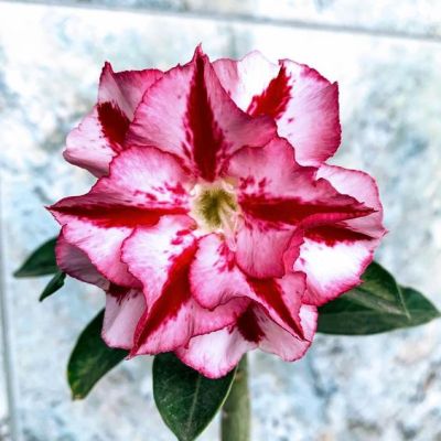 2 เมล็ด เมล็ดพันธุ์ ชวนชม สายพันธุ์ Bloom สีแดง Bonsai Desert Rose Adenium Seed กุหลาบทะเลทราย ราชินีทะเลทราย บอนไซ มีคู่มือปลูก