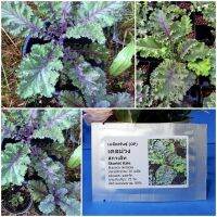 เมล็ดพันธุ์ เคลม่วง สกาเล็ท  Skarlet Kale Seed 20 เมล็ด คุณภาพดี ราคาถูก ของแท้