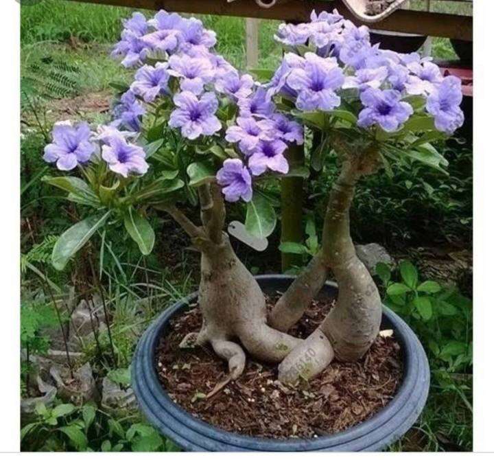 10pcs Legit Adenium Obesum Seeds Purple Flower Seeds Home Outdoor