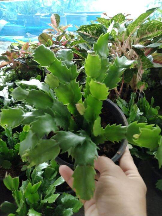 ต้นดอกโบตั๋นแคระหรือคริสมาสแคคตัส-christmas-cactus-จัดส่งแบบสุ่มดอกคละสี-ชมพู-แดง-ขาว-ส้ม-ม่วง-กระถาง5นิ้ว-ชอบแดดรำไร-เลี้ยงง่ายทนไม่ชอบน้ำ