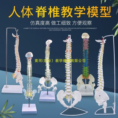 Human spine model 1:1 adult bonesetting practice cervical lumbar spine model human body skeleton model frame