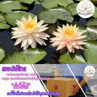 บัวฝรั่ง ธรรมรักษา บัวสีส้ม กลีบซ้อน **แถม โคโลคาเซีย แบล็คเมจิก**