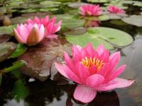 20 เมล็ด บัวสาย (Water lily) บัวอุบลชาติ บัวหลวง ฝรั่ง บัวดอกเล็ก บัวแคระ สายพันธุ์ Flammea สีชมพู เหมาะสำหรับปลูกในโหล Waterlilies Lotus Seeds