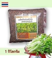 เมล็ดพันธุ์ผักบุ้งงอก เมล็ดผักบุ้งพันธุ์เรียวไผ่  เมล็ดผักบุ้งสำหรับเพาะงอก  ผักบุ้งเพาะงอก เมล็ดต้นอ่อนผักบุ้ง เมล็ดคุณภาพ ถุง 1 กิโลกรัม