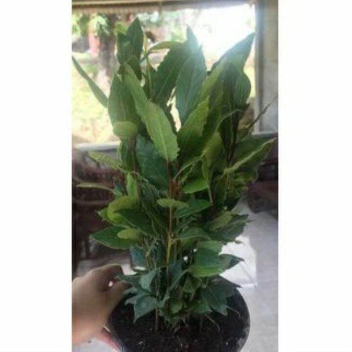 Laurel Bay Leaf seedlings Lazada PH