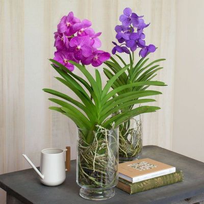 30 เมล็ดพันธุ์ เมล็ดกล้วยไม้ ฟาแลนนอปซิส (Phalaenopsis Orchids) Orchid flower seeds อัตราการงอกสูง 70-80%