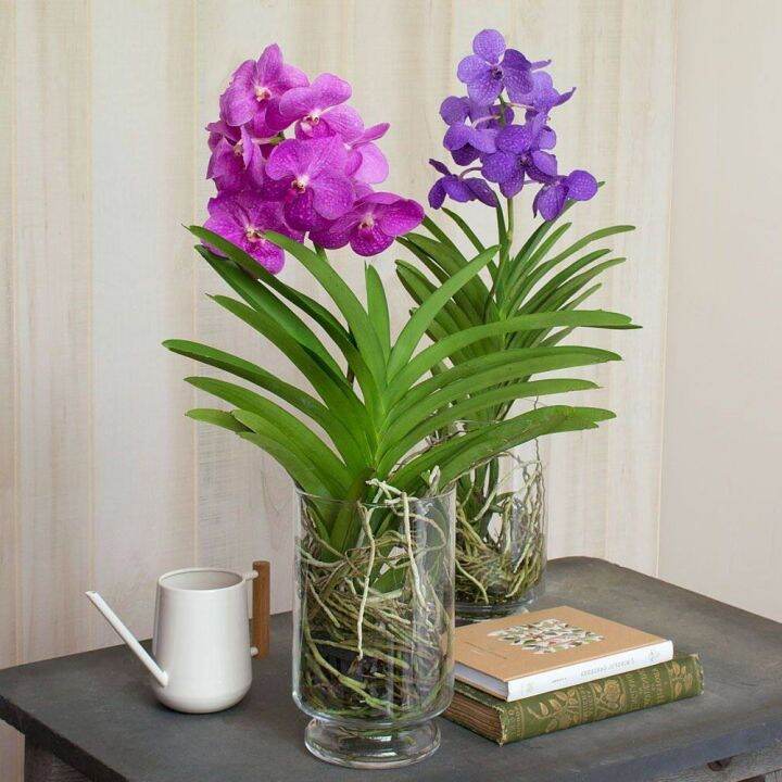 30-เมล็ดพันธุ์-เมล็ดกล้วยไม้-ฟาแลนนอปซิส-phalaenopsis-orchids-orchid-flower-seeds-อัตราการงอกสูง-70-80