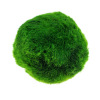 Kích thước 3-4 cm. tảo marimo - ảnh sản phẩm 5