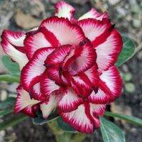 4 เมล็ด เมล็ดพันธุ์ ชวนชม สายพันธุ์ Persian สีแดง ออกดอกทั้งปี กุหลาบทะเลทราย Desert Rose Adenium Flower Seeds ราชินีบอนไซ อัตราการงอก 80-90%