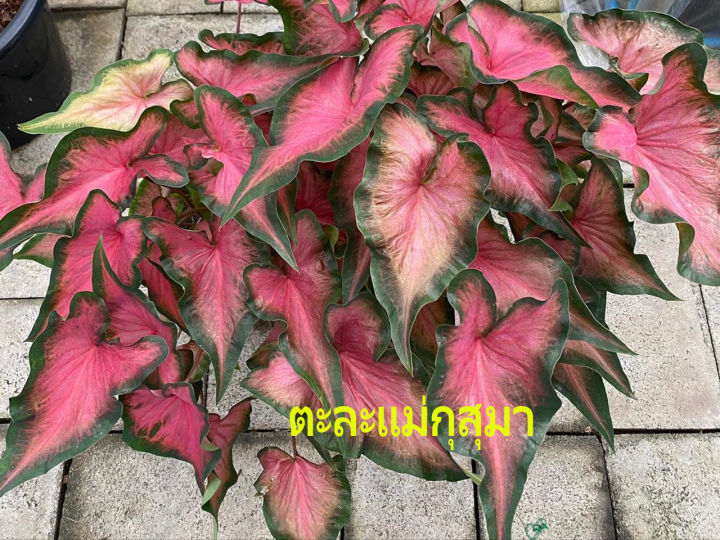 ตะละแม่กุสุมา บอนสี บอนโบราณสีแดงสดใส ปลูกในกระถาง4นิ้ว จัดส่งทั้งกระถาง