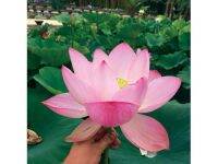 5 เมล็ด บัวนอก บัวนำเข้า บัวสายพันธุ์ PINK-A-LICIOUS LOTUS สีชมพู สวยงาม ปลูกในสภาพอากาศประเทศไทยได้ ขยายพันธุ์ง่าย เมล็ดสด