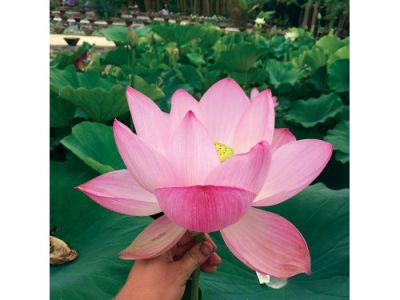 5 เมล็ด บัวนอก บัวนำเข้า บัวสายพันธุ์ PINK-A-LICIOUS LOTUS สีชมพู สวยงาม ปลูกในสภาพอากาศประเทศไทยได้ ขยายพันธุ์ง่าย เมล็ดสด