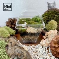 ชุดจัดสวนขวด ถ้วยพลาสติก terrarium DIY Size Mini ถ้วยเหลี่ยม สำหรับฝึกหัดจัดสวนขวด