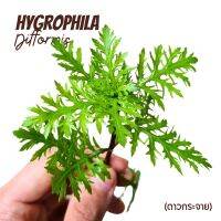 ดาวกระจาย - HYGROPHILA DIFFORMIS ต้นไม้น้ำ