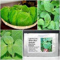 เมล็ดพันธุ์ ซิโซะเขียว บีฟสเต็ก Shiso Green Beefsteak Seed 100 เมล็ด  ซิโซะ โอบะ คุณภาพดี ของแท้ 100%