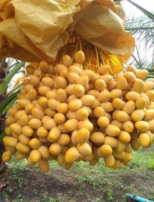 เมล็ดอินทผลัม Date Palm SeedsHASSAWI ฮัสซาวี่ 10 เมล็ดแท้จากต้นเพาะเนื้อเยื่อ