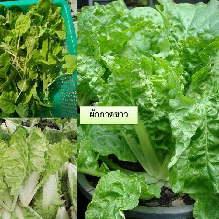 mini-vegetable-set-ชุดเมล็ดผักกินใบ-6-ชนิด-ซื้อ-10-แถม-1-ทันที